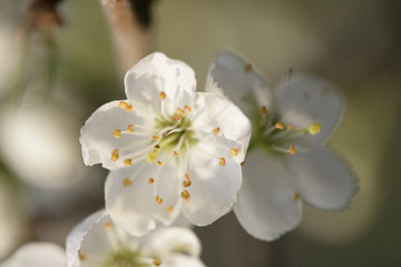 blooming tree macro