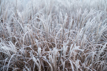 Fototapeta premium Grass Covered In Morning Frost