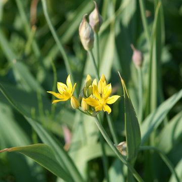 Allium Moly