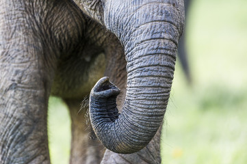 Detail of the trunk of an African Elephant