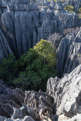 View from Tsingy De Bemaraha area, Madagascar. Limestoen needles forest formed by vertcal and horisontal erosion. 