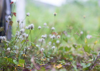 Little Flower