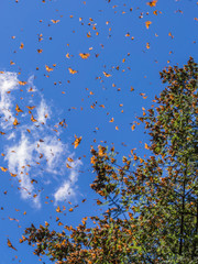 Monarch Butterflies on tree branch in blue sky background, Michoacan, Mexico
