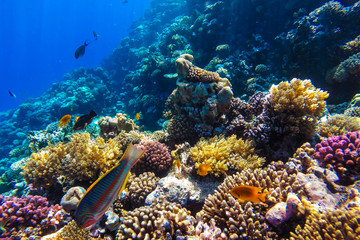 Plakat red sea underwater coral reef