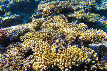 Naklejka na ściany i meble red sea underwater coral reef