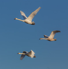 Three swans