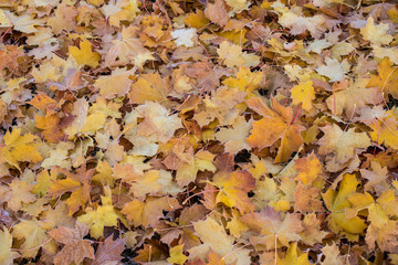 Morning Frost On Fallen Autumn Leaves.