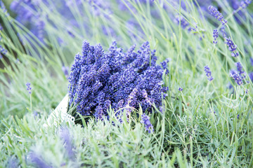 bouquet of lavender