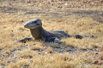 Komodo Dragon Varanus komodoensis , side view.