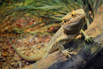 Foto op Canvas One young bearded dragon in a terrarium, leaning against a log and looking in the camera with disdain © shinedawn