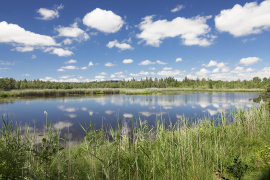 Wurzacher Ried Moor, Bad Wurzach, Upper Swabia, Baden-Wurttemberg, Germany