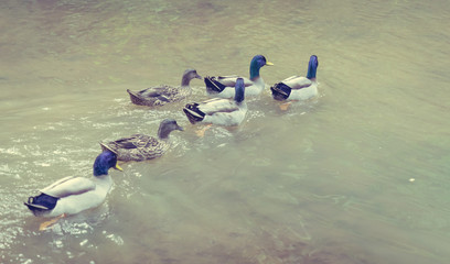 Teal duck dabbling in a lake. (Vintage Style)