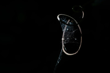 Low key image of spiders and web in the National park , Thailand