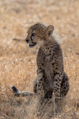 Cheetah cub sitting in Grassland taken in Kenya