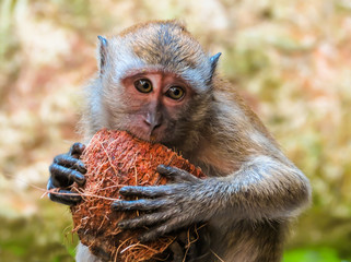 Macaque monkey. Kuala Lumpur, Malaysia