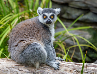 Looking at You - Lemur Monkey © Darren
