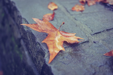 Dried leaf on a wet footpath. (Vintage Style)