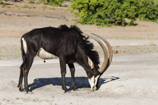 Sable (Hippotragus niger) licking salt, Chobe National Park, Botswana