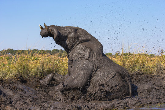 African elephant (Loxodonta africana) mudbathing, Chobe River, Botswana