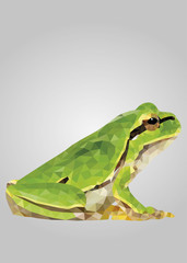 Frog animal standing and looking profile on camera