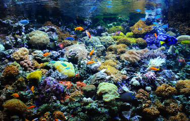 Naklejka na ściany i meble Many small fish in the colorful coral reef