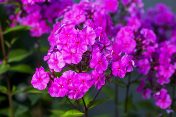 colourful petunia (Petunia hybrida) flowers