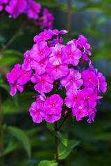 colourful petunia (Petunia hybrida) flowers