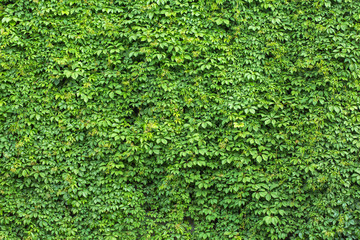 Green ivy covered wall as background image - obrazy, fototapety, plakaty