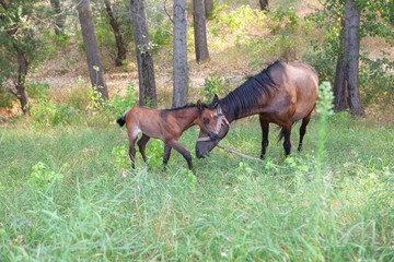 mare and foal