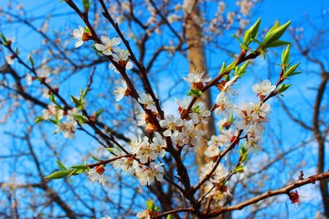 Flowering apricot tree