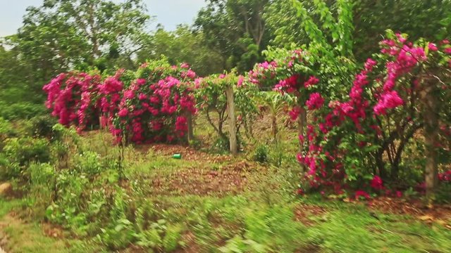 Forest Bushes in Pink Blossom along Sideroad