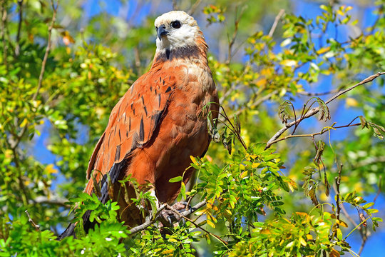 Black Collared Hawk (Busarellus Nigricoli), Pantanal, Mato Grosso, Brazil