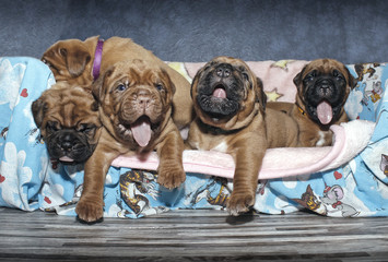 Dogue de Bordeaux