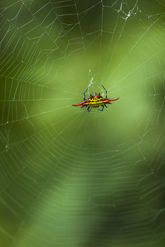 Kite spider and web.