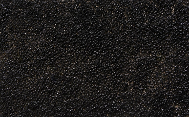 Black caviar. Texture. - obrazy, fototapety, plakaty
