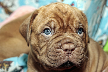 Dogue de Bordeaux small puppy