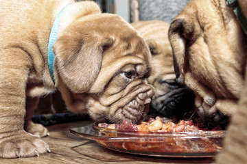 Puppies Dogue de Bordeaux