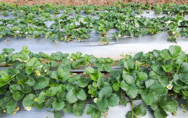 strawberry farm use plastic agriculture on the ground Square form