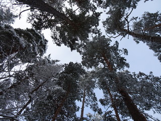 Looking up on snowy trees, Latvia