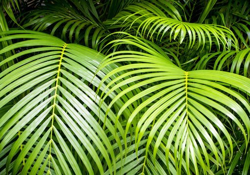 Palm leaves as background, green background