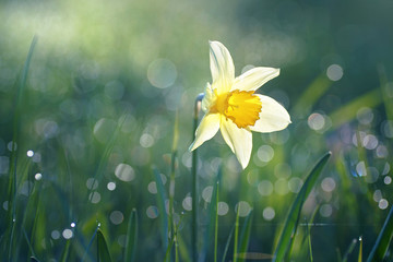 Beautiful big white narcissus flower in the grass in the sun shines in the morning in the spring summer outdoors. Beautiful circular bokeh, morning dew sparkles in the sun. Blurry soft background. - obrazy, fototapety, plakaty