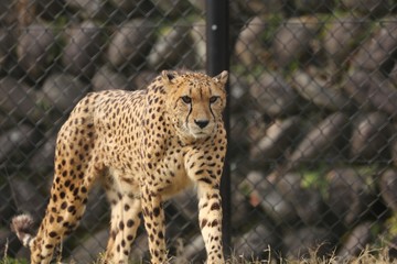 チーター