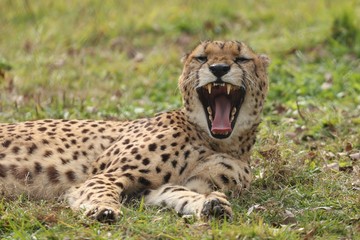 動物園のチーター
