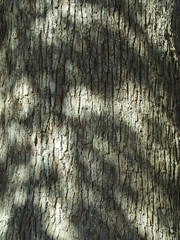 木漏れ日の当たる樟の幹