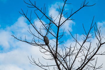 Branches sky background