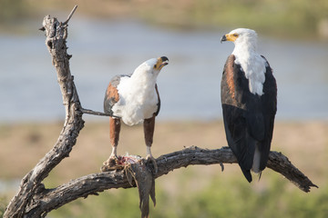 Obraz premium fish eagle