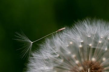 withered dandelion