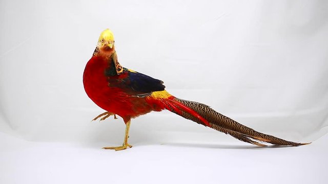 gold pheasant on a white background