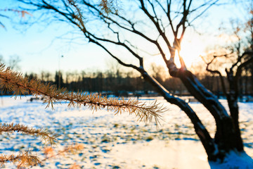 Winter landscape. Branches of larch with orange needles against leafless tree in sunny evening in winter. Sunset in the wood. Selective focus.