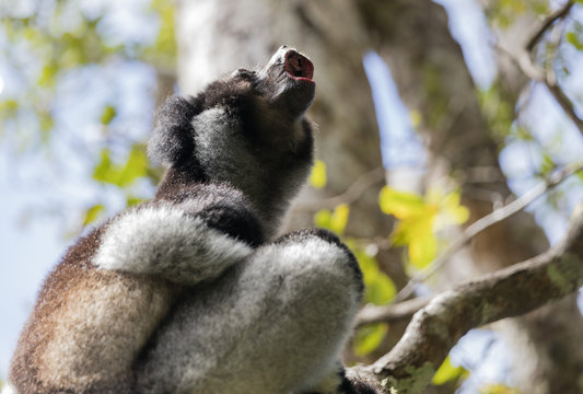 Howling Indri lemur (Indri indri), Analamazaotra Special Reserve, Andasibe, central area, Madagascar